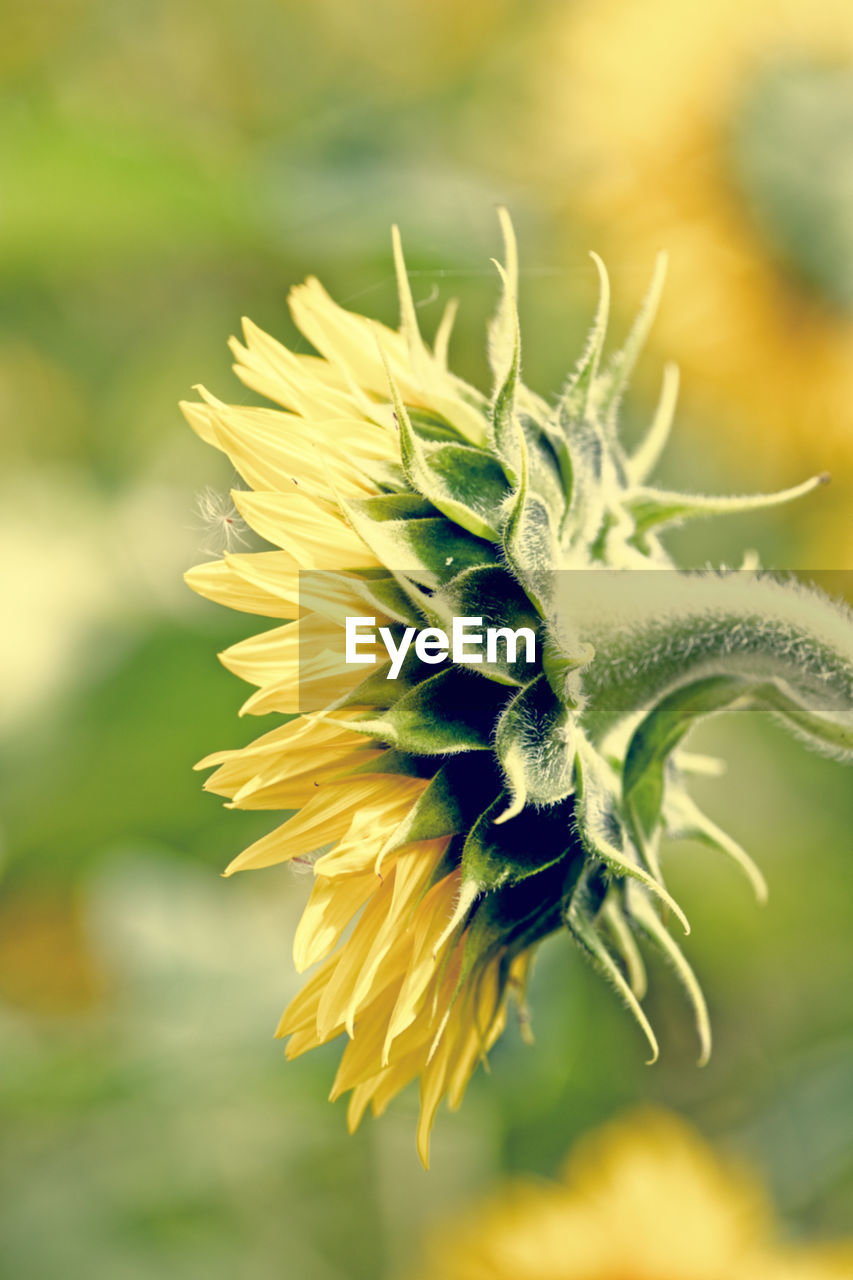 Single sunflower head in side profile against a field sunflowers in a field inrural oxfordshire.