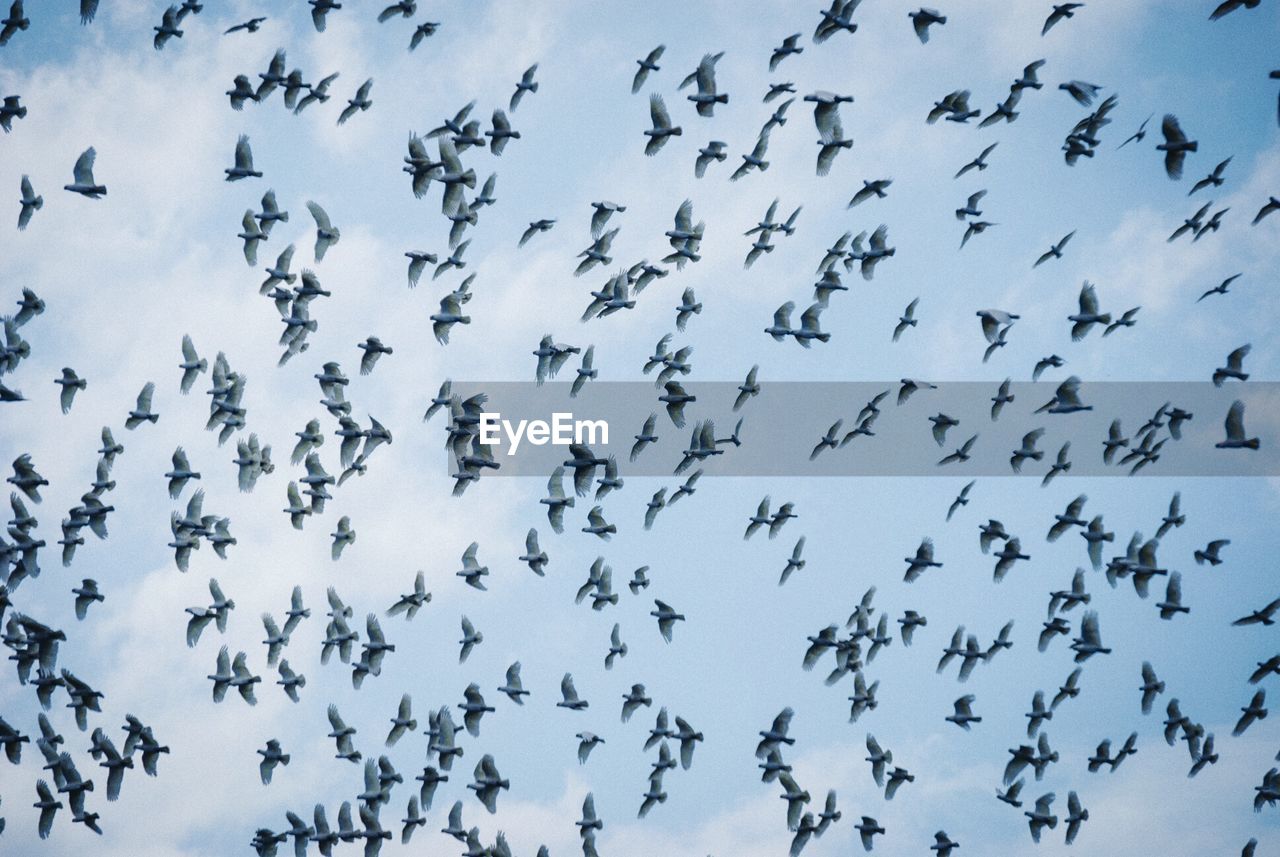 Low angle view of birds flying in sky