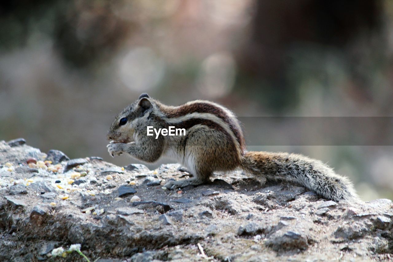SQUIRREL ON ROCK