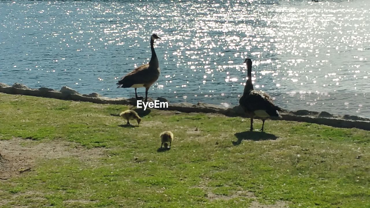 VIEW OF BIRDS IN WATER