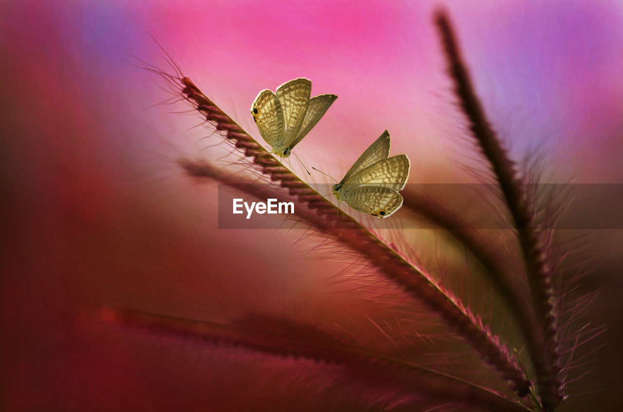 Close-up of butterflies on plant