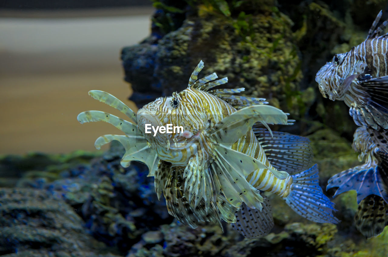 Close-up of fish swimming in sea