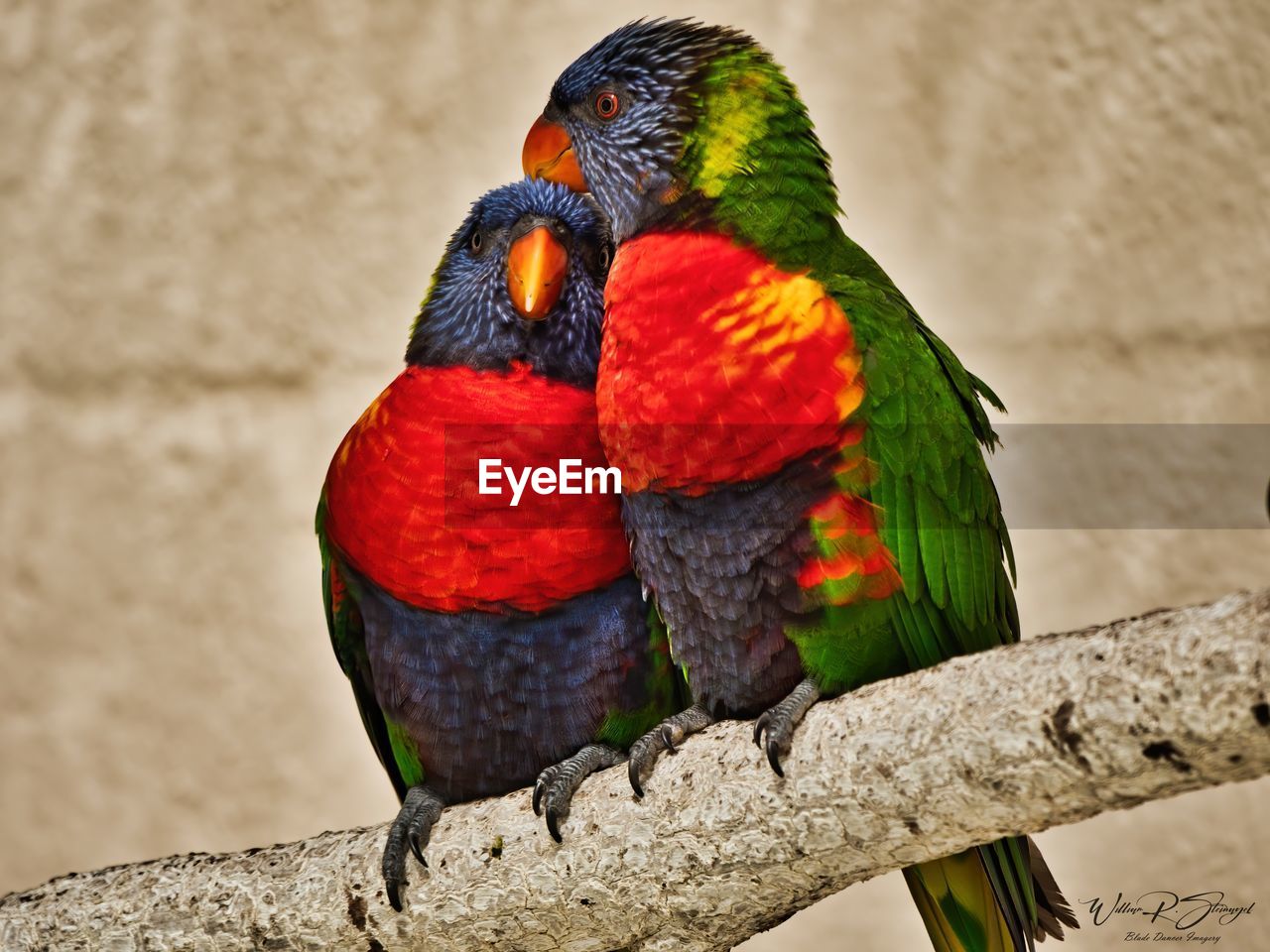 Close-up of parrot perching on branch