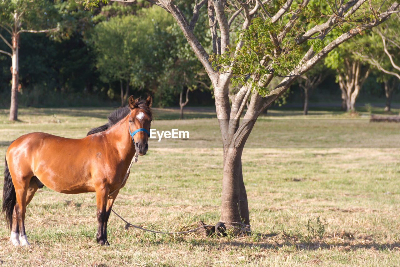 HORSE STANDING ON FIELD