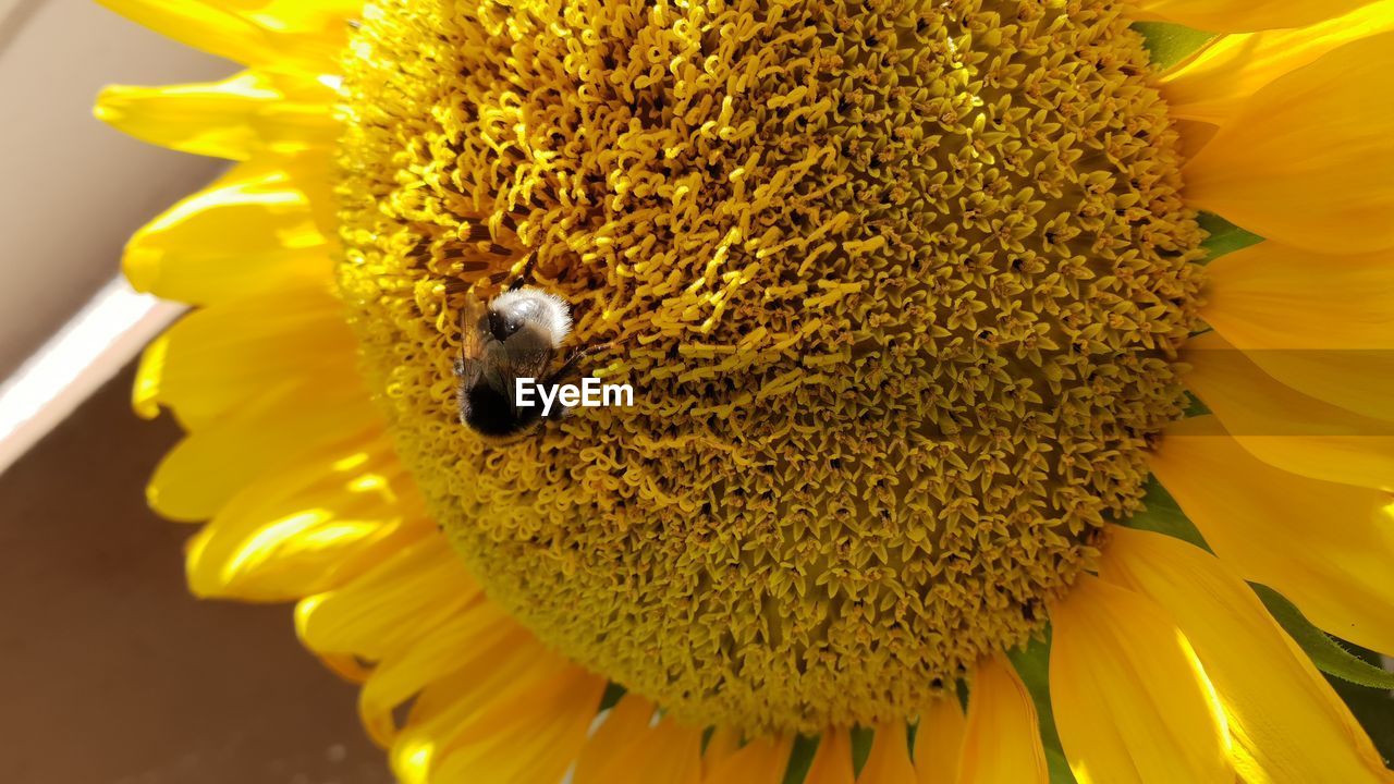 CLOSE-UP OF HONEY BEE ON YELLOW SUNFLOWER IN BLOOM