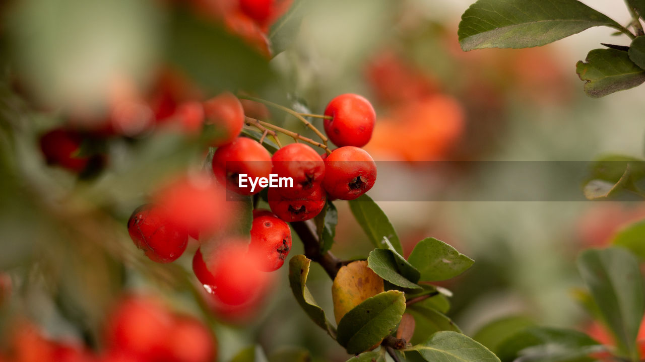 Gaultheria procumbens berries close up