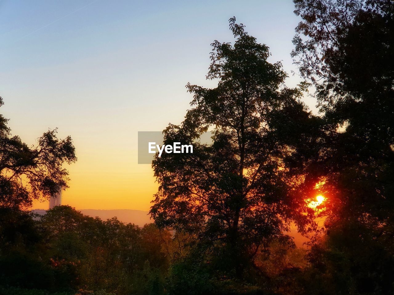 SILHOUETTE TREES IN FOREST AGAINST SKY AT SUNSET