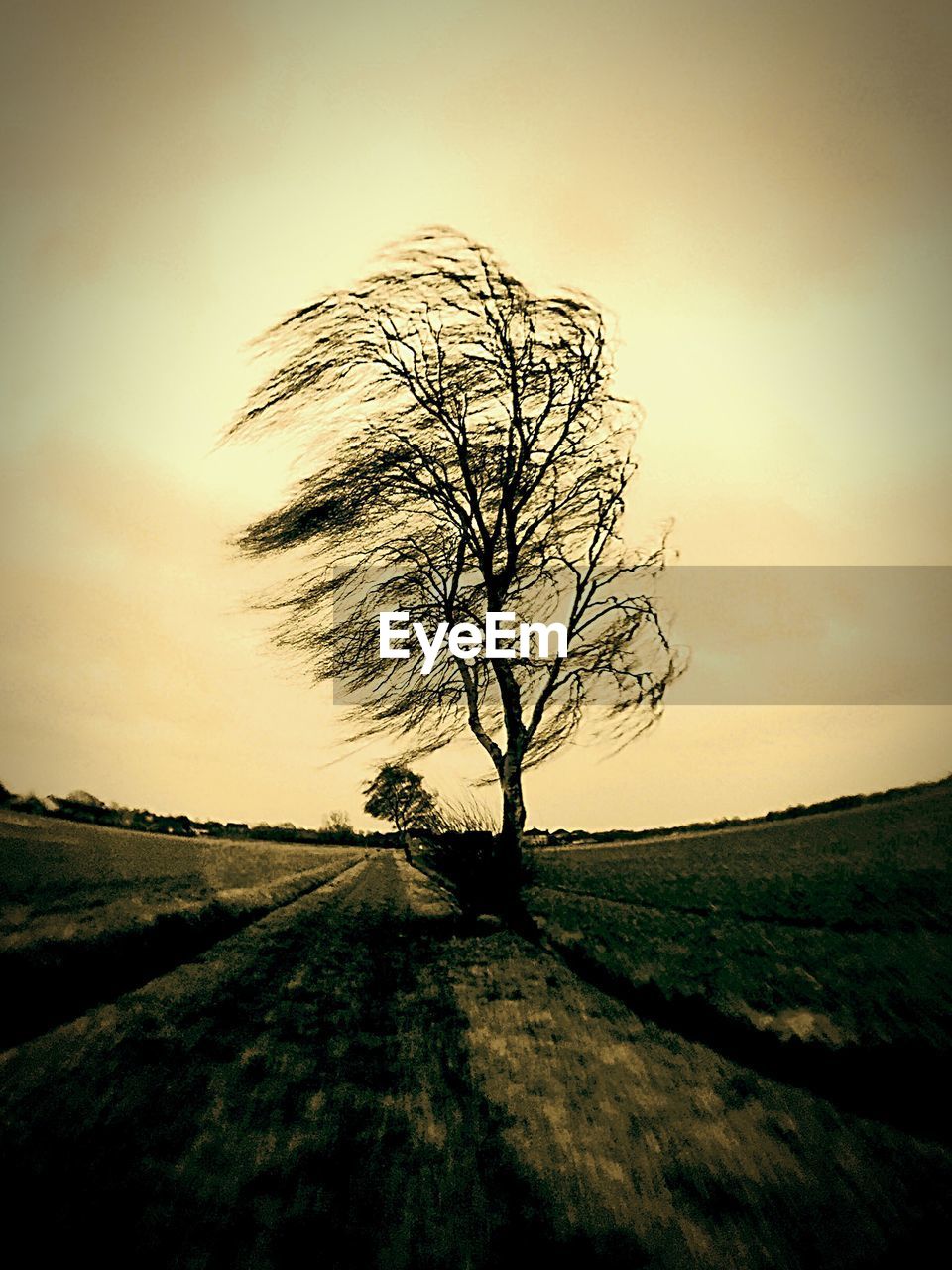 Trees on field against clear sky