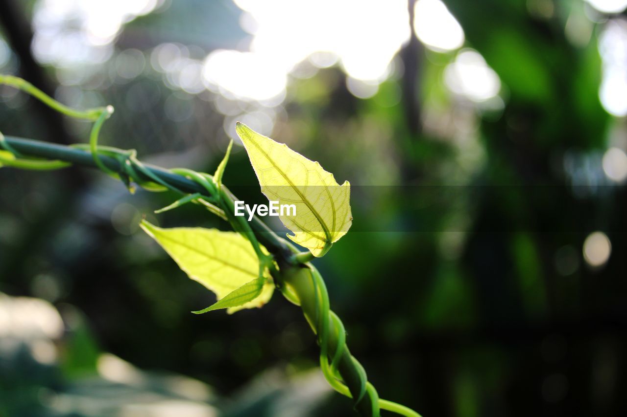 CLOSE-UP OF GREEN LEAVES