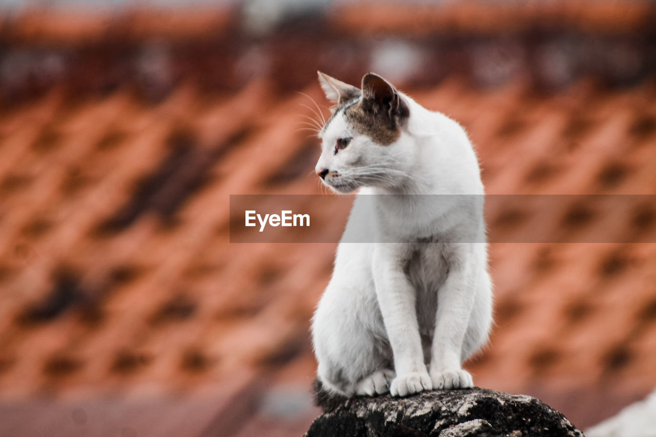 CAT SITTING ON A WALL