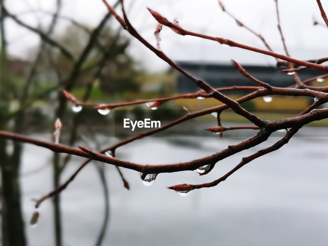 CLOSE-UP OF RAINDROPS ON TWIG