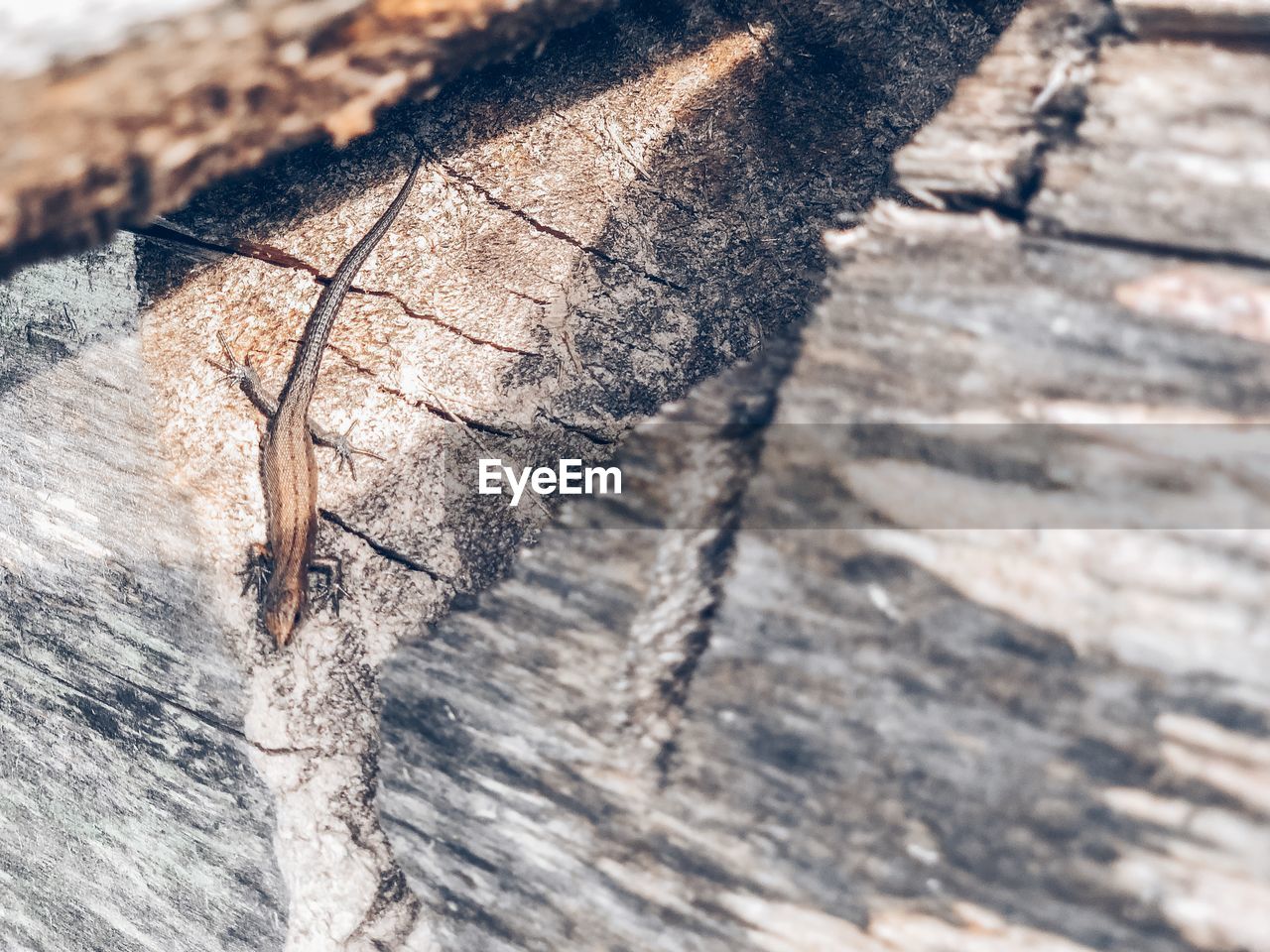 HIGH ANGLE VIEW OF LIZARD ON WOODEN LOG