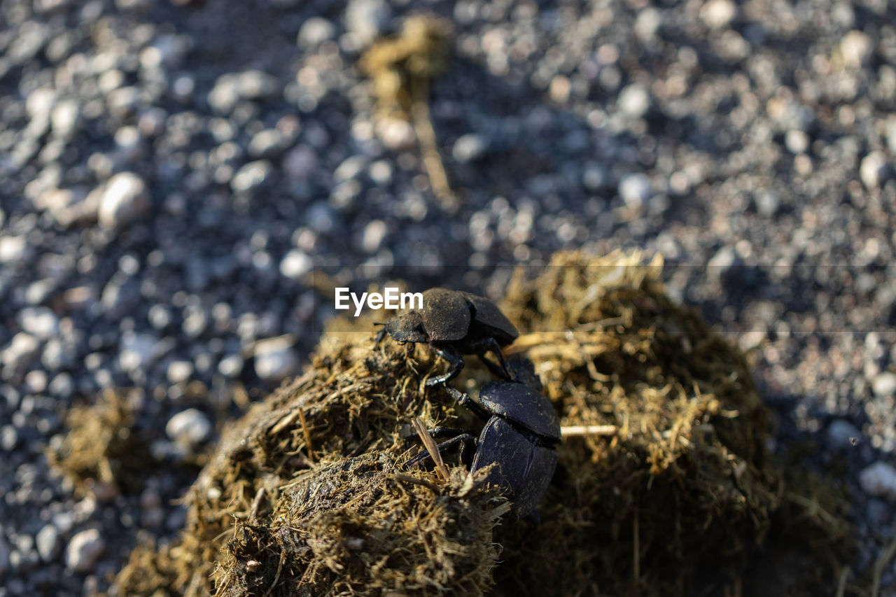 nature, wildlife, animal themes, animal wildlife, animal, close-up, soil, macro photography, one animal, no people, day, leaf, outdoors, land, focus on foreground, bird, selective focus, sunlight, high angle view