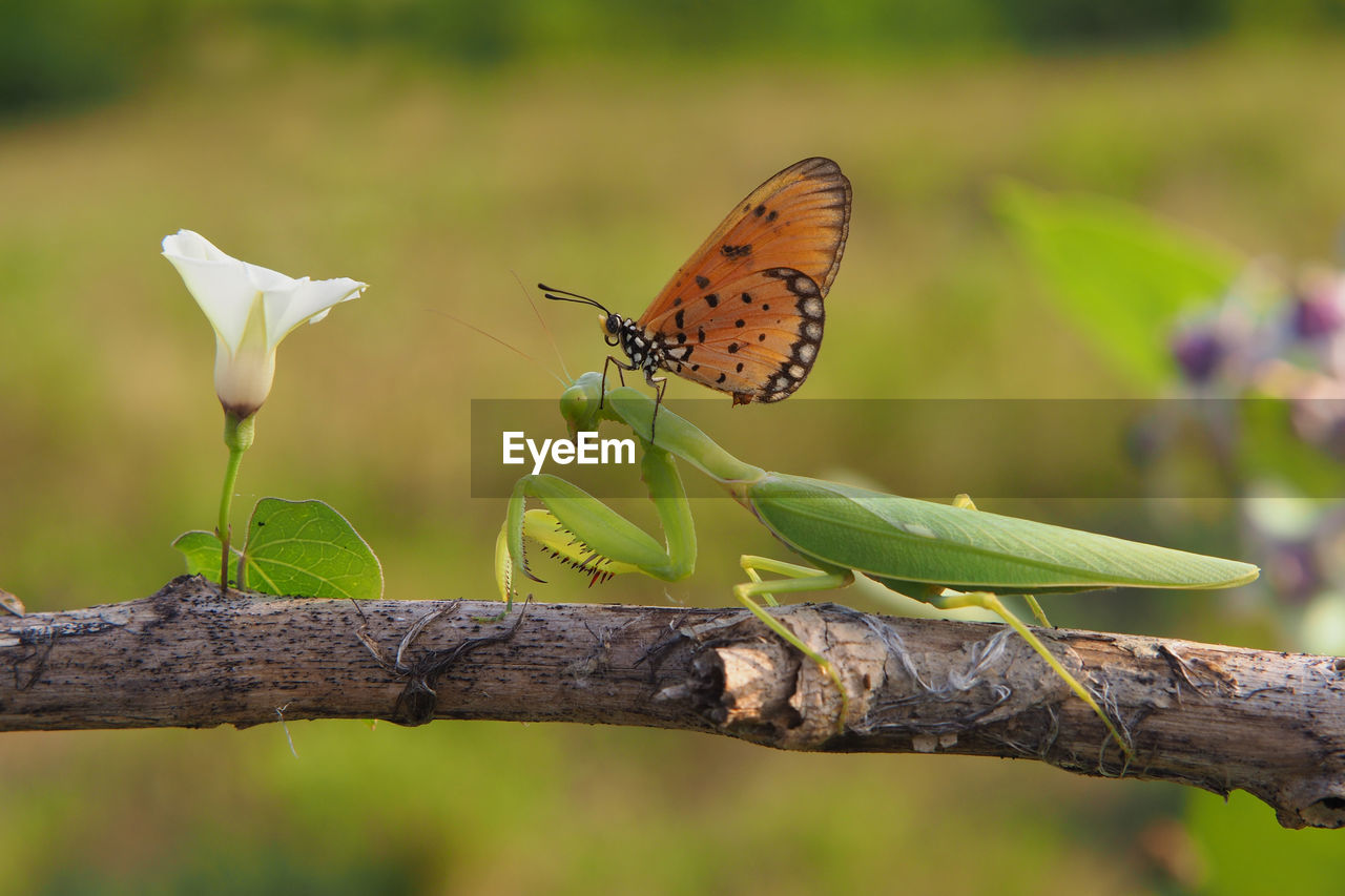 Close-up of butterfly pollinating on flower