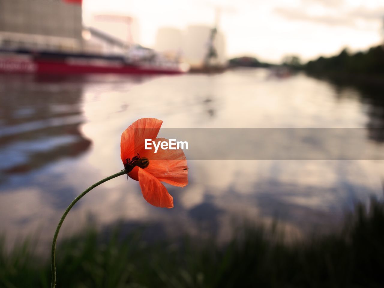 Close-up of poppy flower against lake