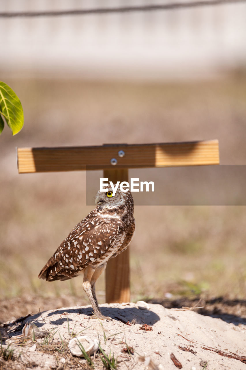 Burrowing owl athene cunicularia perched outside its burrow on marco island, florida