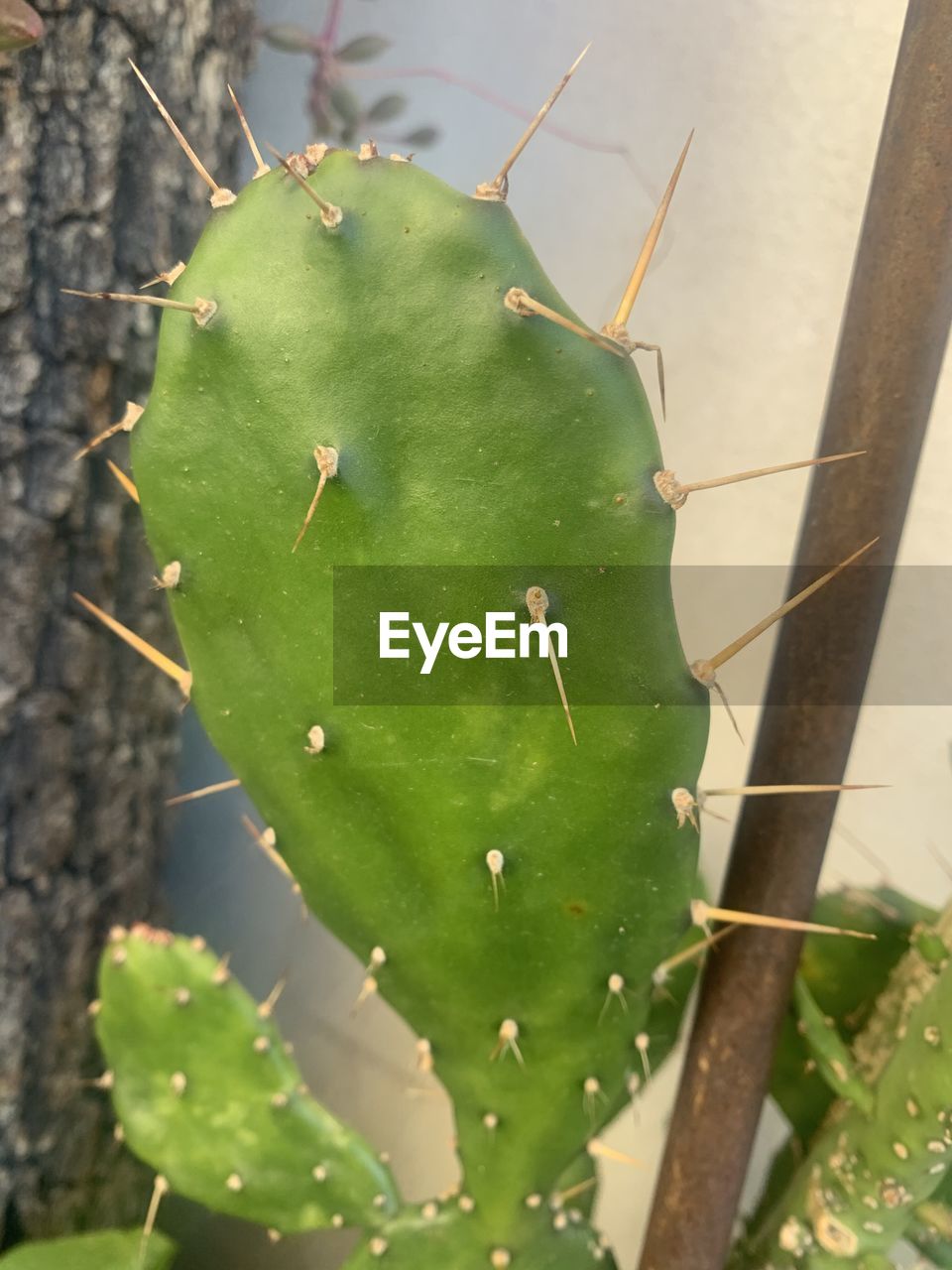 CLOSE-UP OF GREEN CACTUS