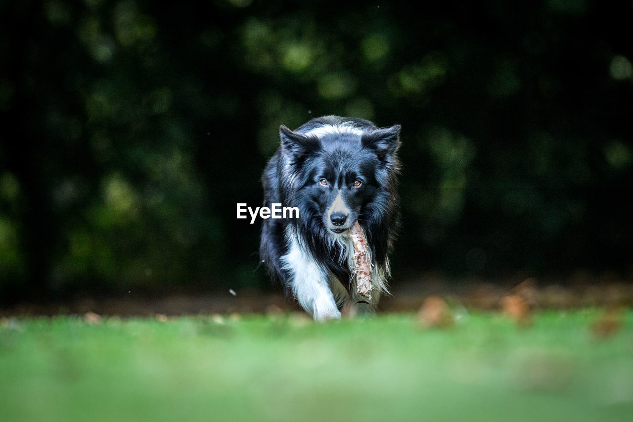 Portrait of dog carrying bone while walking on grassy field