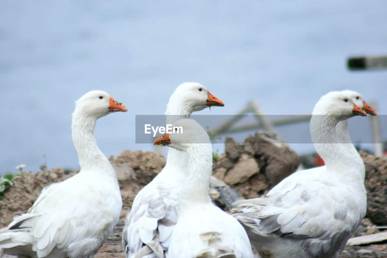 REAR VIEW OF BIRDS IN WATER