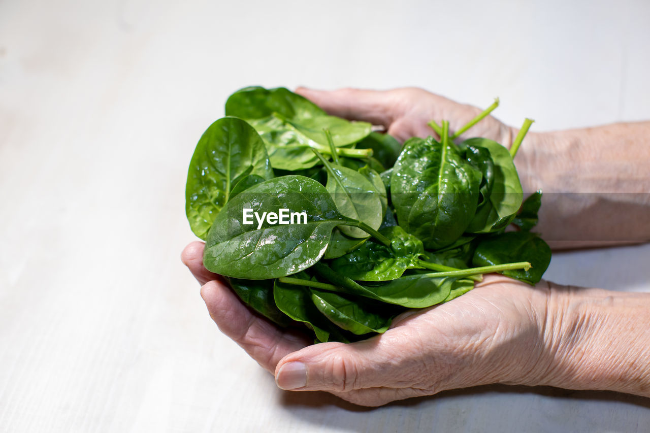 Fresh spinach leaves in elderly woman's palms on white wooden background