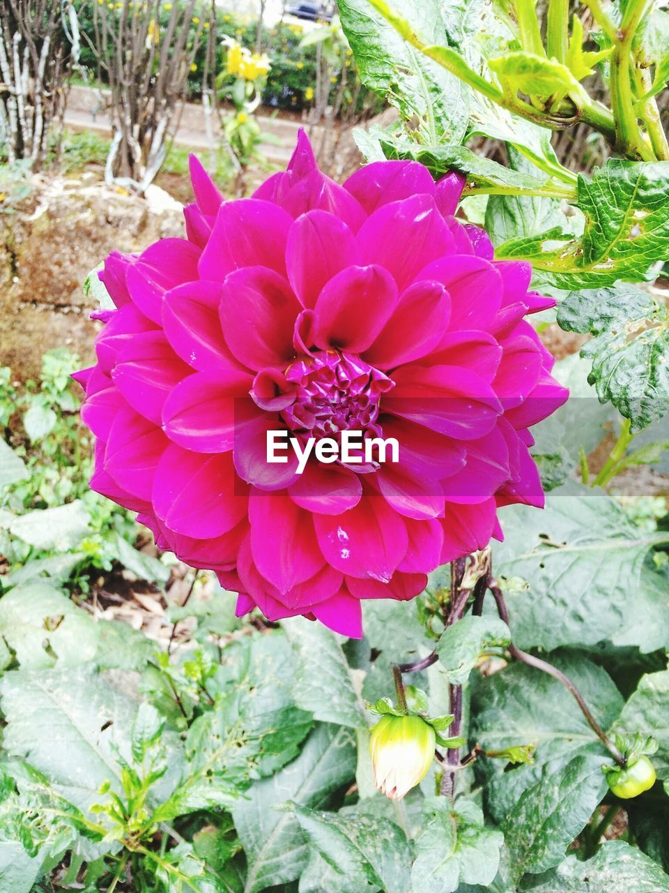 CLOSE-UP OF PINK FLOWER BLOOMING OUTDOORS