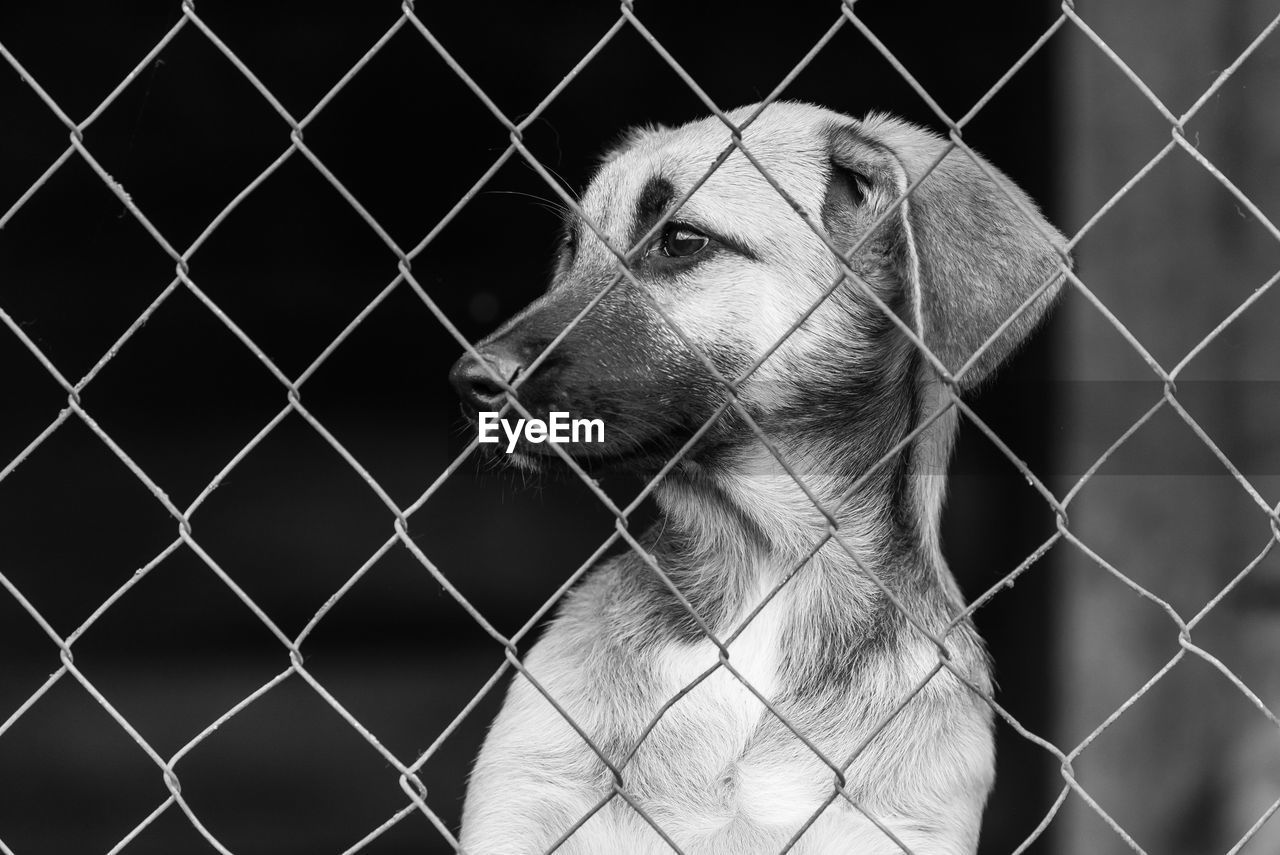 CLOSE-UP OF A DOG LOOKING THROUGH CHAINLINK FENCE