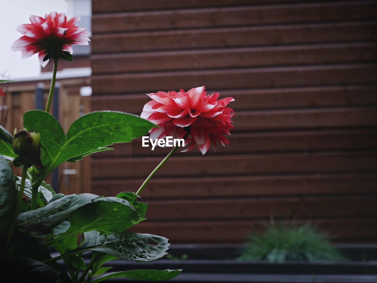 CLOSE-UP OF HIBISCUS BLOOMING AGAINST POTTED PLANT