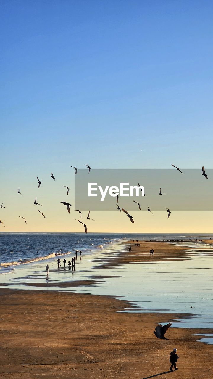 Seagulls banking on the breeze