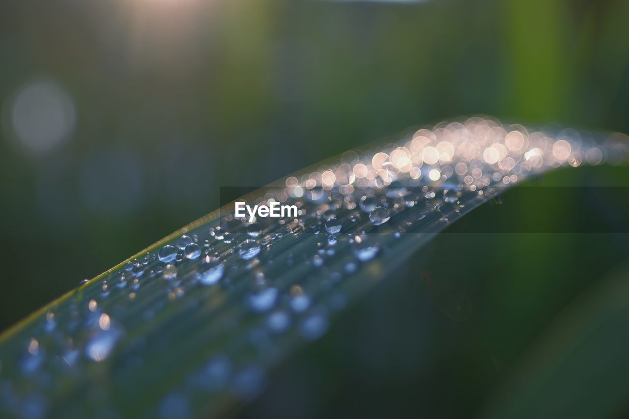 Close-up of water drops on leaf