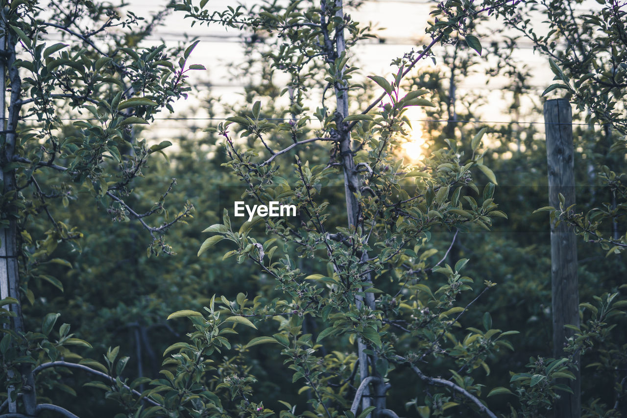 SCENIC VIEW OF FLOWERING PLANTS ON LAND