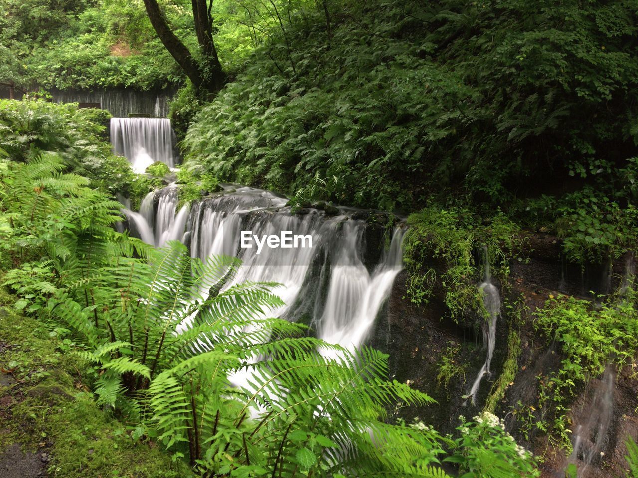 Scenic view of waterfall in forest