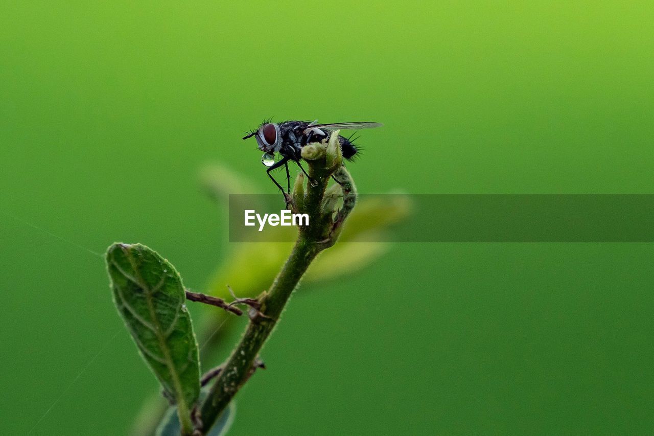 INSECT ON PLANT