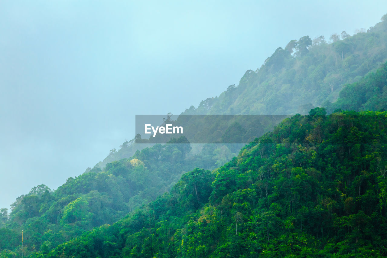 LOW ANGLE VIEW OF TREES ON MOUNTAIN AGAINST SKY