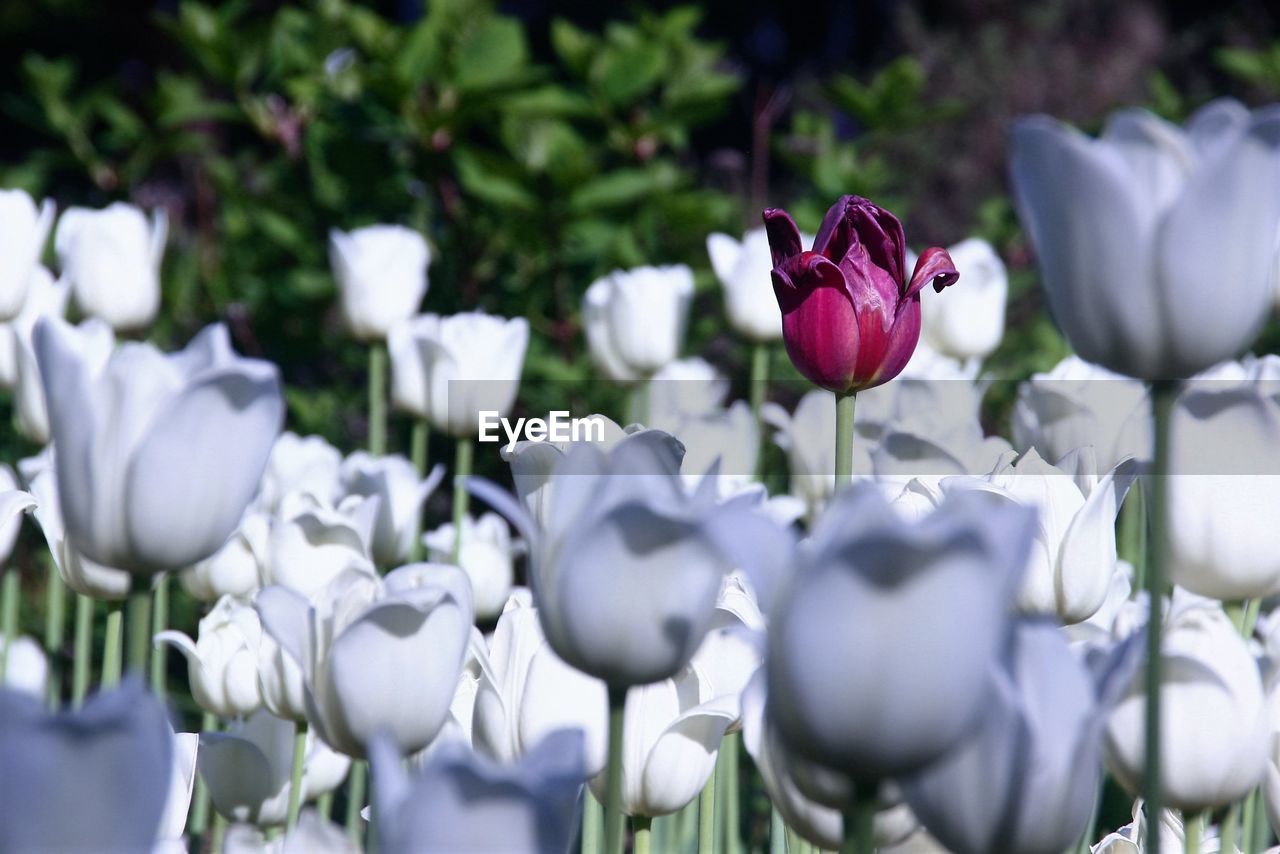 Close-up of tulips blooming