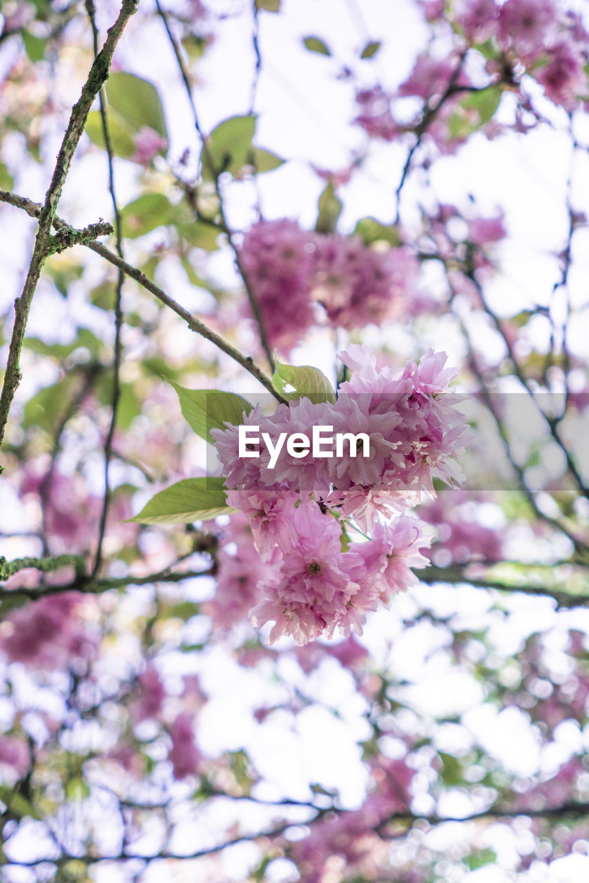 Low angle view of pink cherry blossom