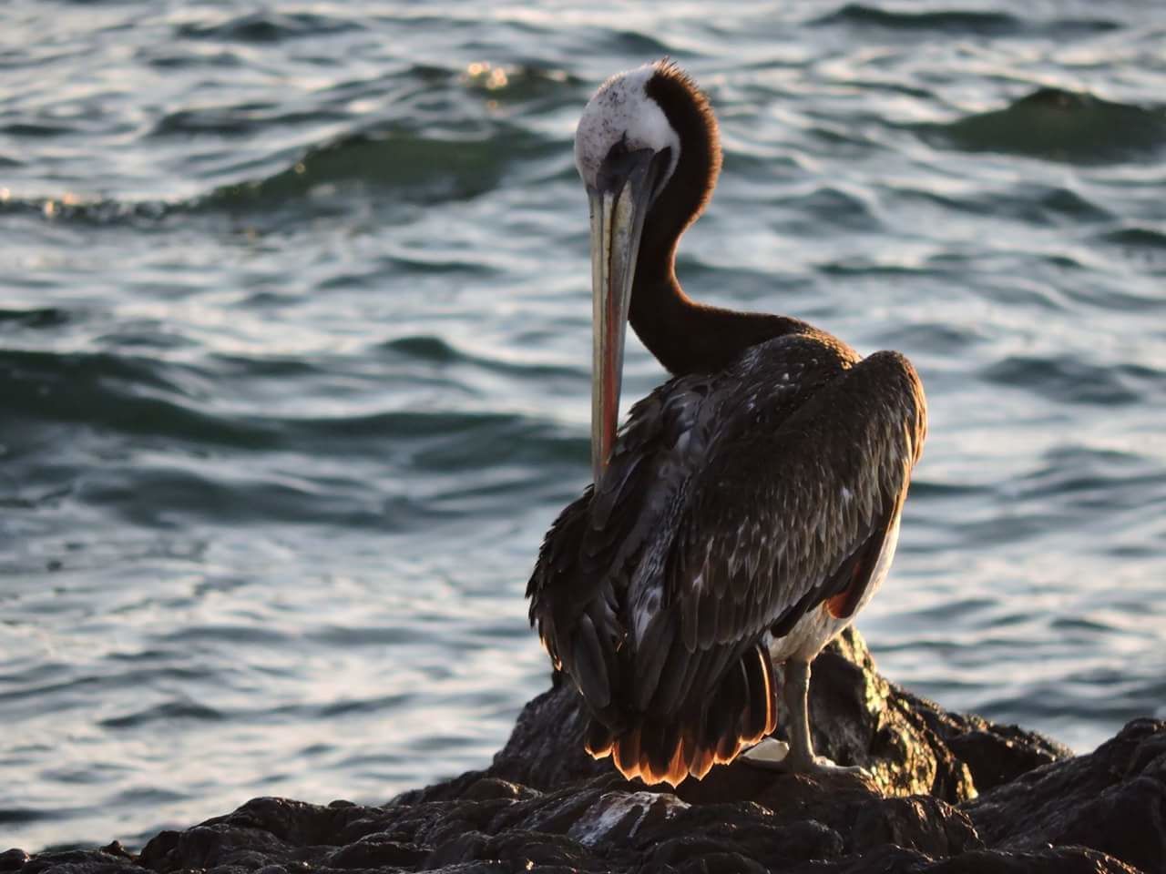CLOSE-UP OF PELICAN ON SHORE