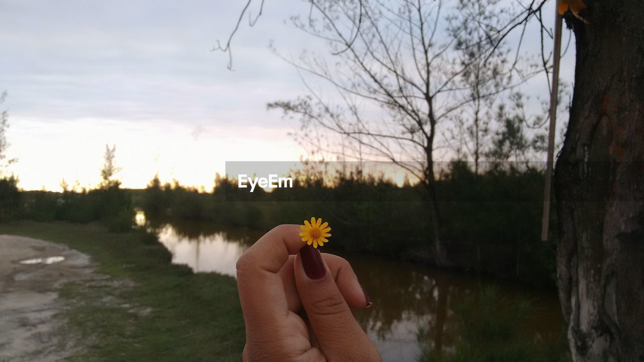 Close-up of woman hand holding flower against river at sunset