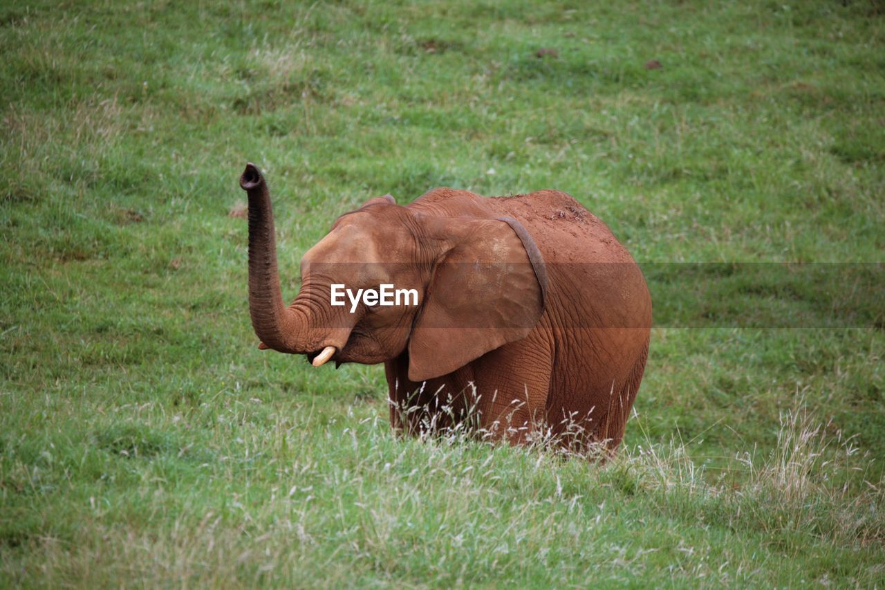 VIEW OF ELEPHANT ON FIELD