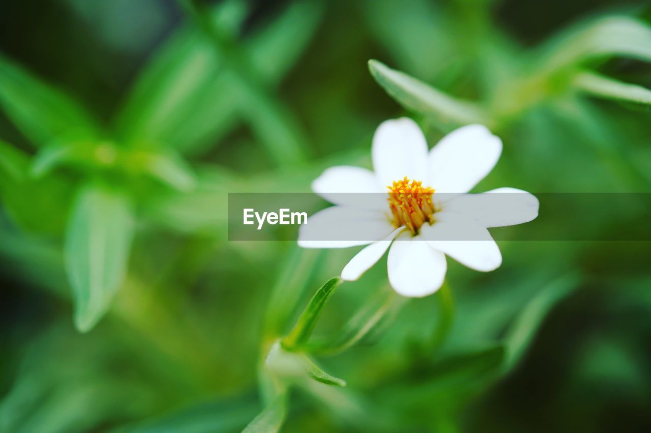 Close-up of white flowering plant