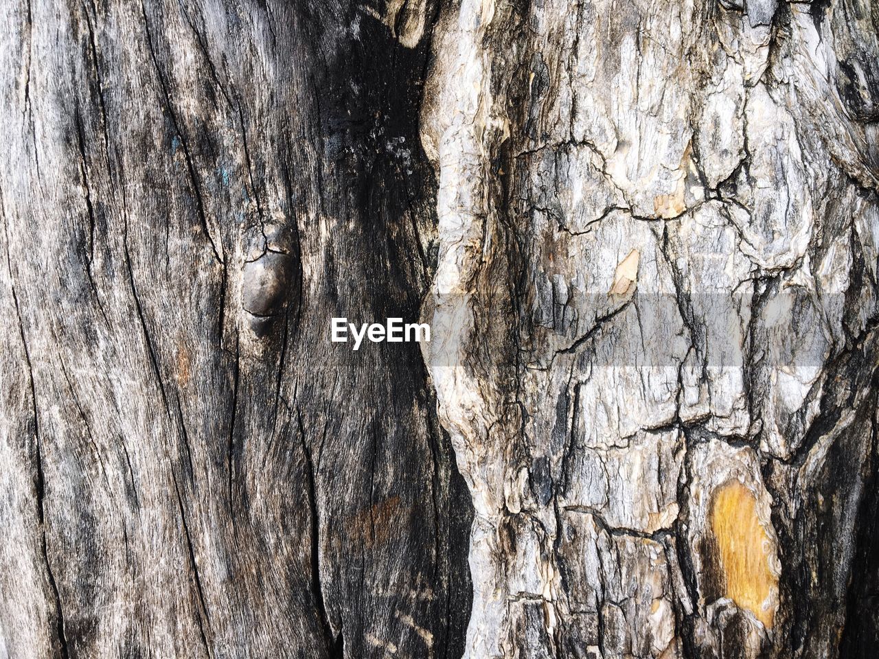 FULL FRAME SHOT OF TREE TRUNKS