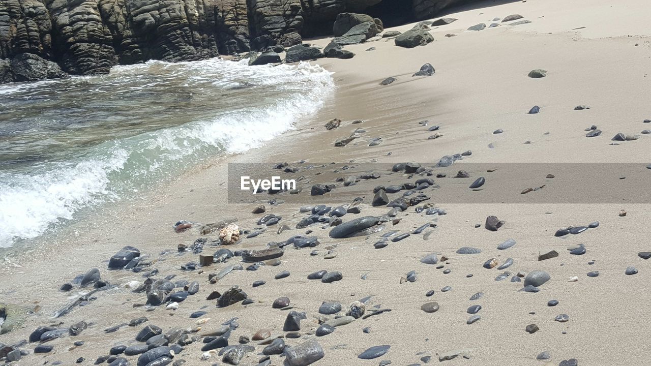 BIRDS ON BEACH