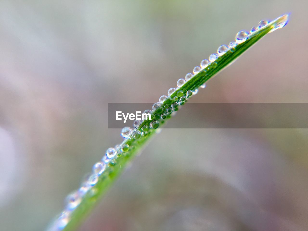 Close-up of water drops on plant