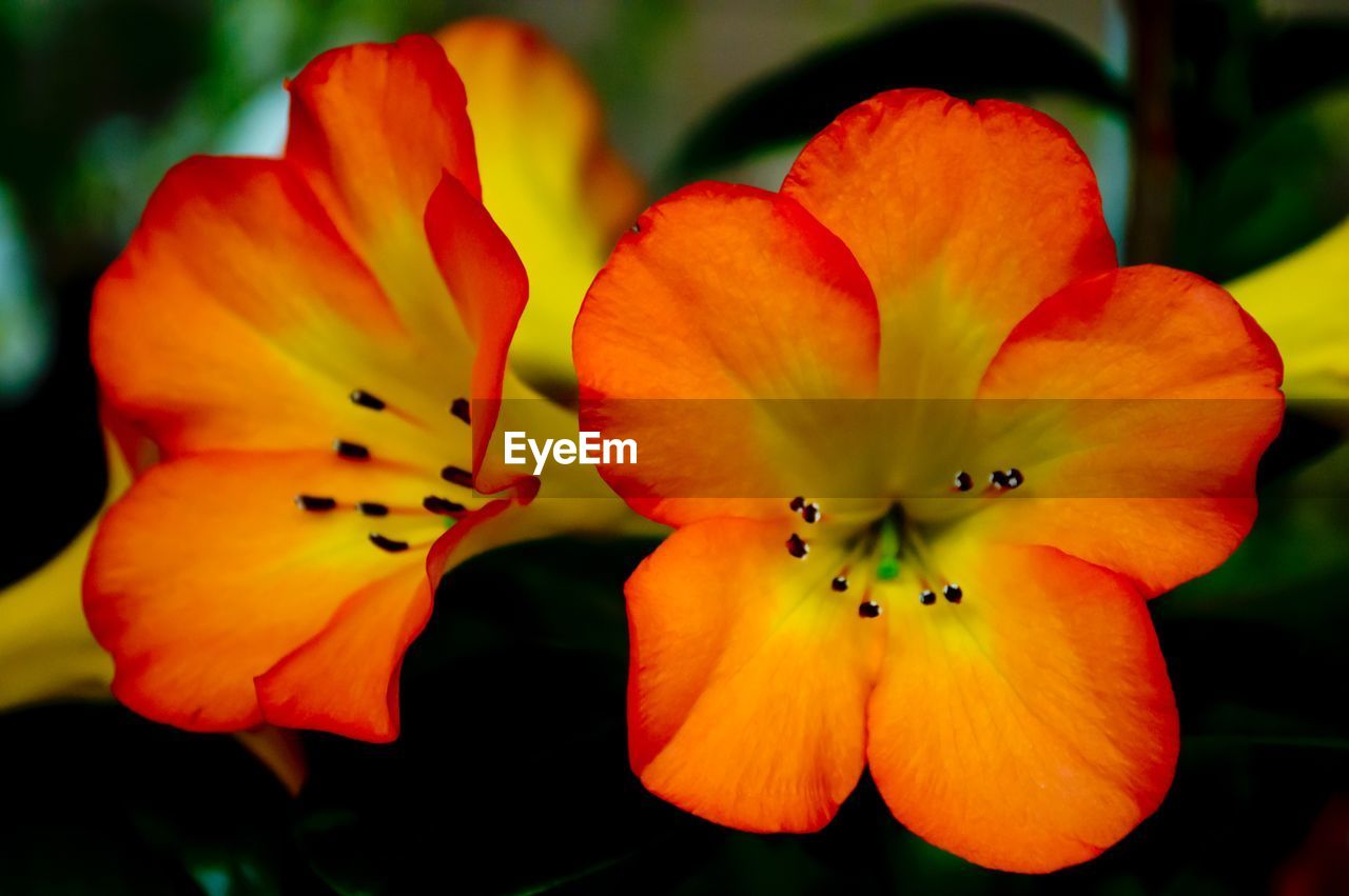 CLOSE-UP OF DAY LILY BLOOMING