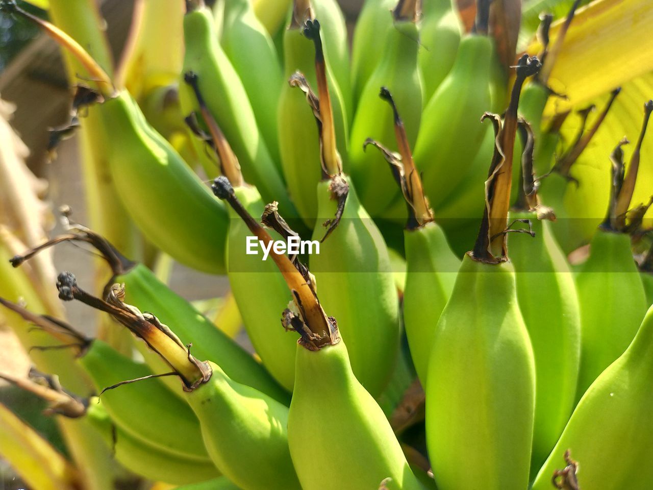 Young ironwood bananas. can make banana chips