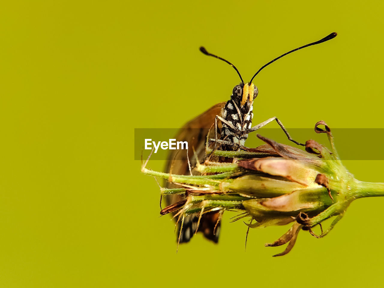 Close-up of butterfly on flower against green background