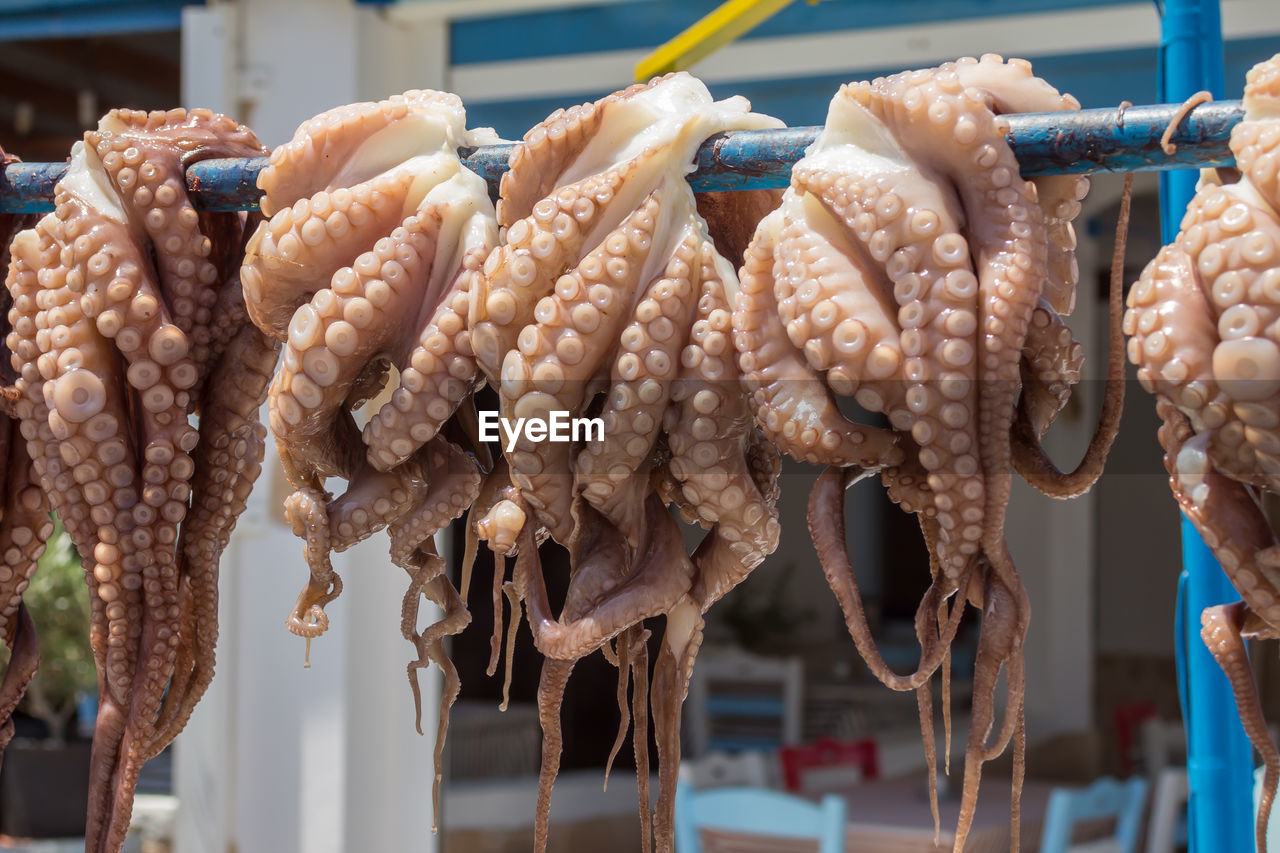 Fresh octopus hanging to dry in the sun, traditional mediterranean way to cook octopuses, octopoda