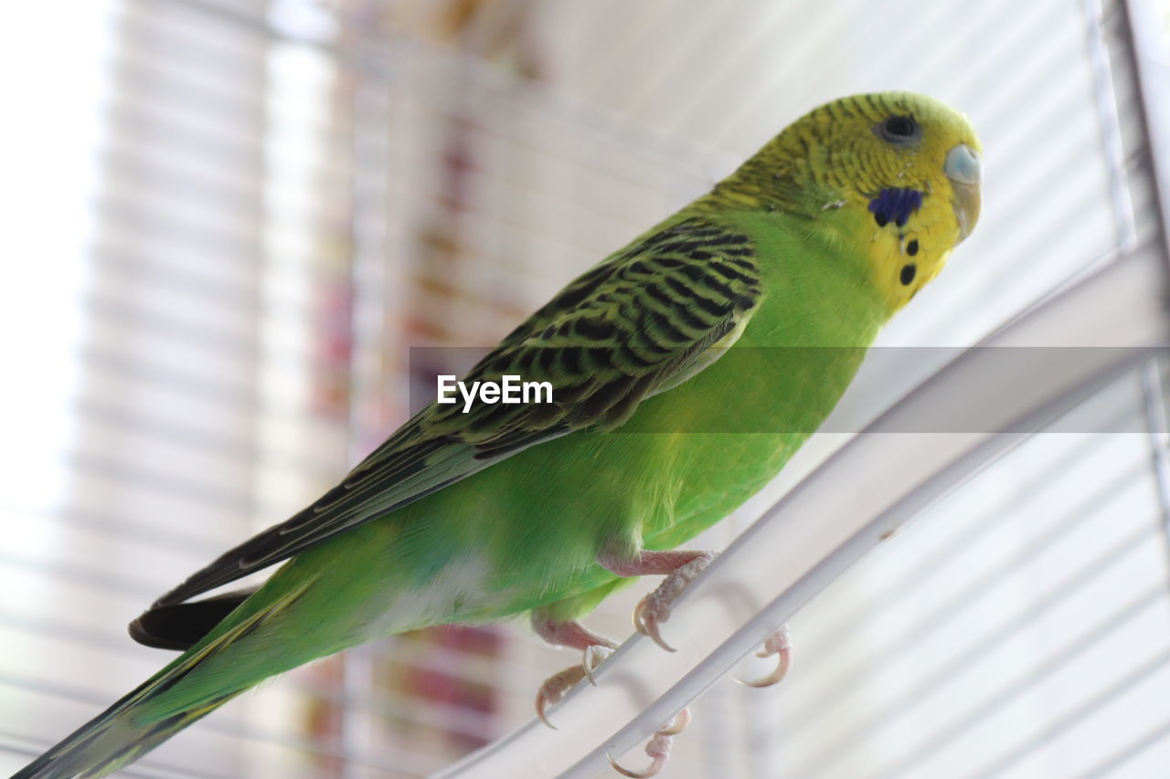 CLOSE-UP OF PARROT PERCHING ON METAL