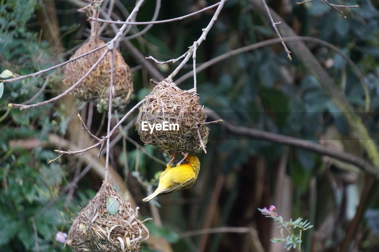 CLOSE-UP OF A BIRD PERCHING ON FLOWER