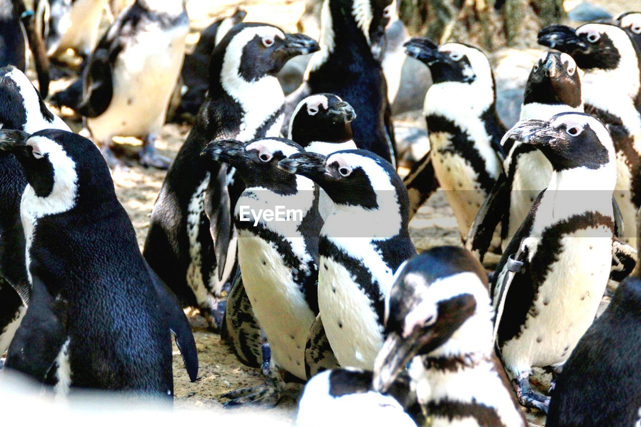 HIGH ANGLE VIEW OF PENGUINS ON ROCKY SURFACE