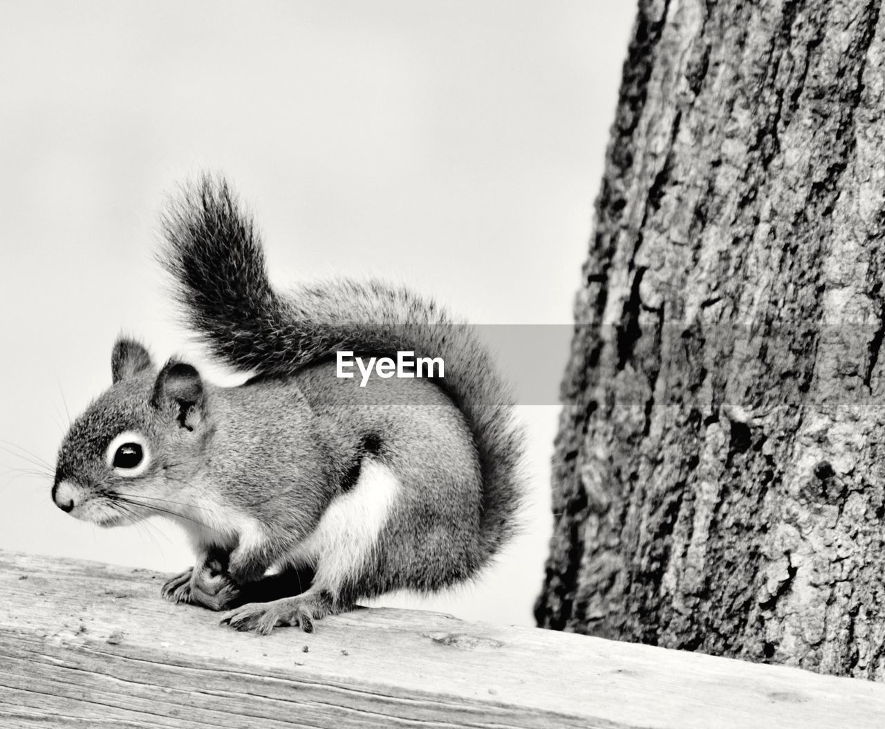 HIGH ANGLE VIEW OF SQUIRREL ON TREE TRUNK